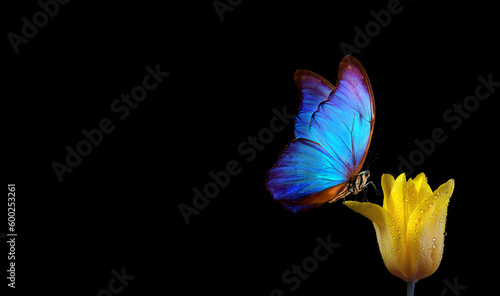 blue tropical morpho butterfly on a bright yellow tulip flower in water drops isolated on black. copy space #600253261