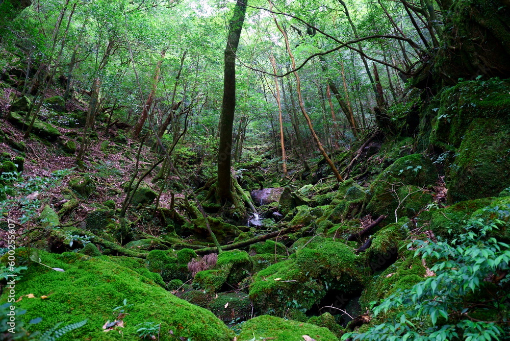 Obraz premium 白谷雲水峡の深い森の風景