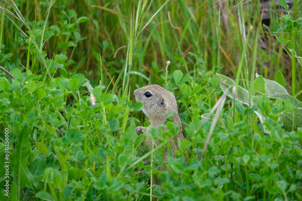 Close up cute prairie dogs animal inside green area. Selective focus. 