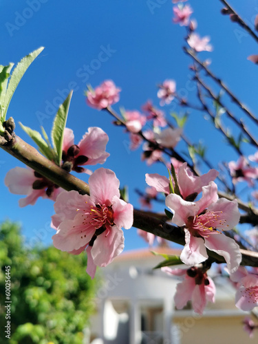 Blooming peach tree with pink flowers on branches against a clear blue sky. Close-up. Selective focus.