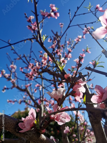 Blooming peach tree with pink flowers on branches against a clear blue sky. Close-up. Selective focus.