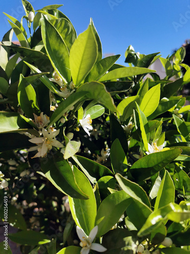 Oranges blossom on a tree in orchard and the sun's rays orange flowers,