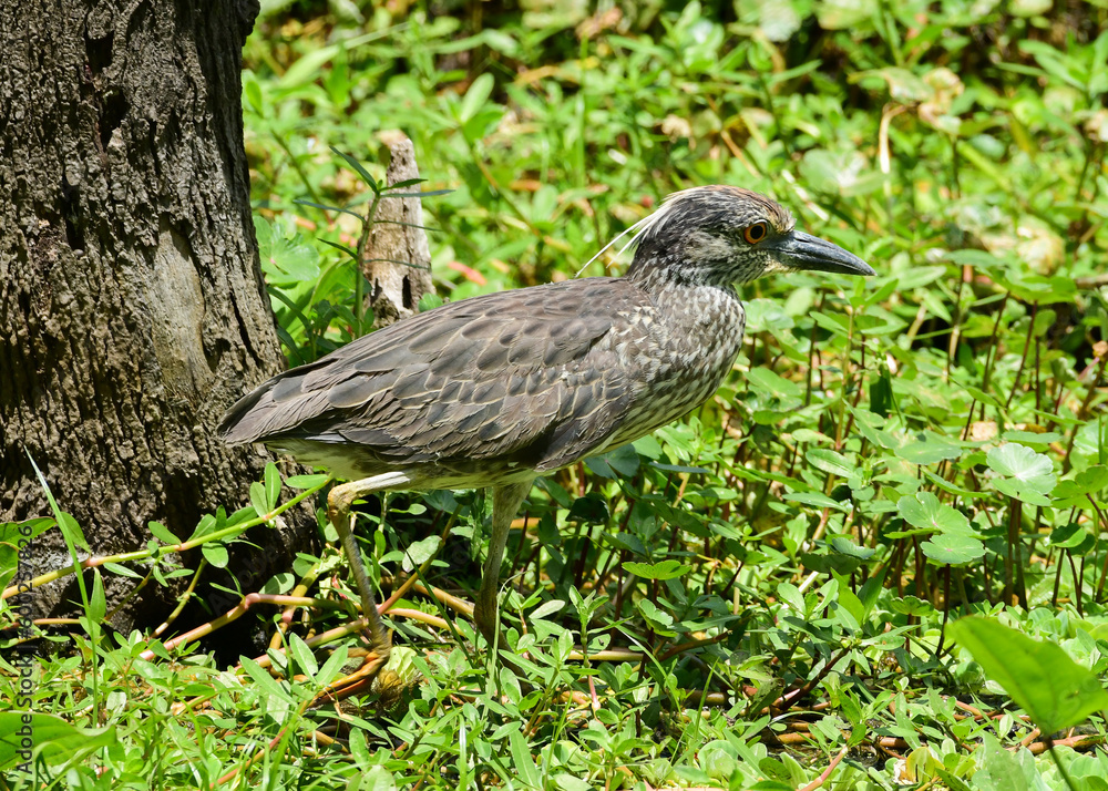 Naklejka premium Green Heron at Brazos Bend State Park, Texas