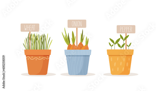 Sprouted grains of wheat  onion  and pepper in colorful pots isolated on white background. Healthy nutrition ingredients 