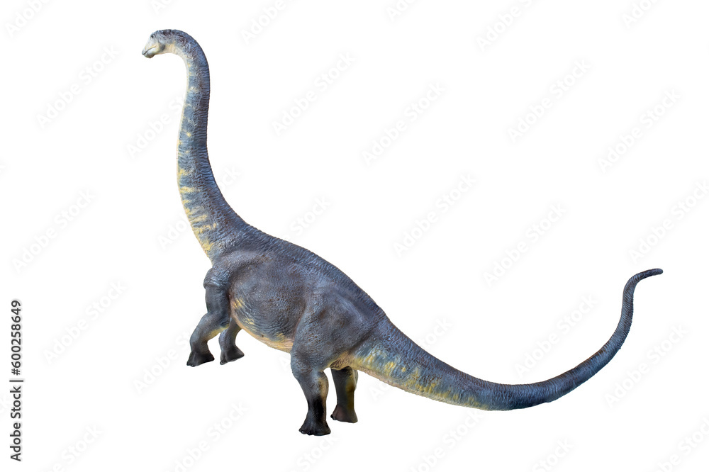 Fototapeta premium dinosaur , Brontosaurus isolated background