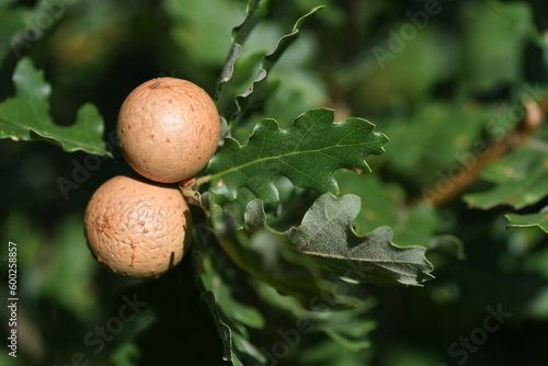 Galle su quercia