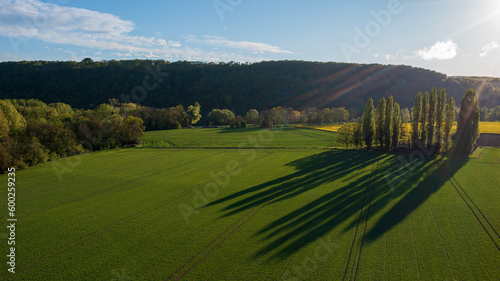 Quadro su tela Ombres fortes de peupliers d'italie sur un champ cultivé