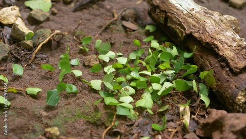 MACRO, DOF: Leafcutter ant colony encountered an obstacle on the transport route. Fungus-growing ants transporting and collecting stock for growing their own fungus. Animal diversity of wild Panama. photo