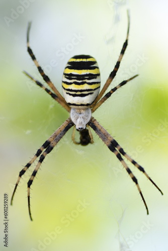 Argiope bruennichi - Ragno vespa