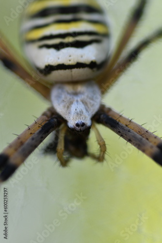 Argiope bruennichi - Ragno vespa