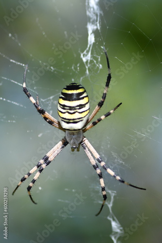 Argiope bruennichi - Ragno vespa