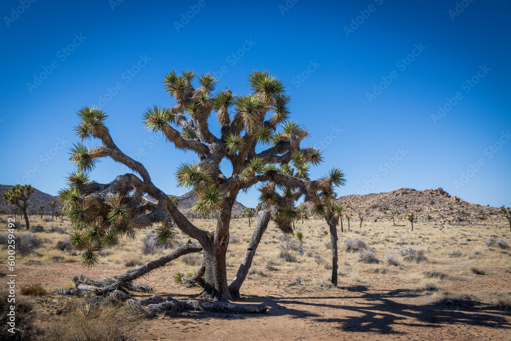 Fototapeta premium Joshua Tree National Park View on a clear day
