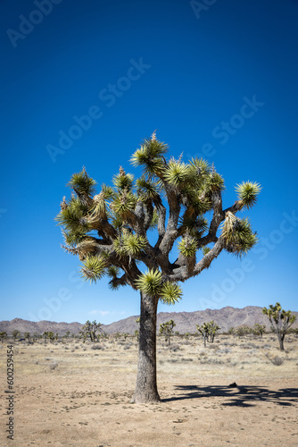 Joshua Tree National Park View on a clear day