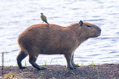 South American capybara rm closeup and selective focus photo