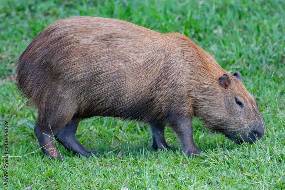 South American capybara rm closeup and selective focus South American capybara rm closeup and selective focus