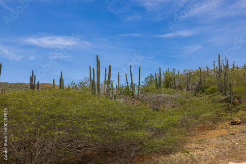 Beautiful nature landscape view. Cactus and other green plants on blue sky background. Aruba. 
