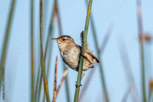 Close up of a marsh wren perched on a reed. photo