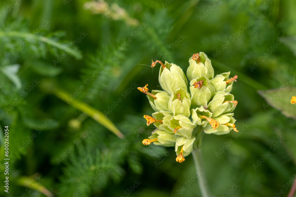 Cowslip plant (Primula veris) gone to seed. Cowslip plant (Primula veris) gone to seed.