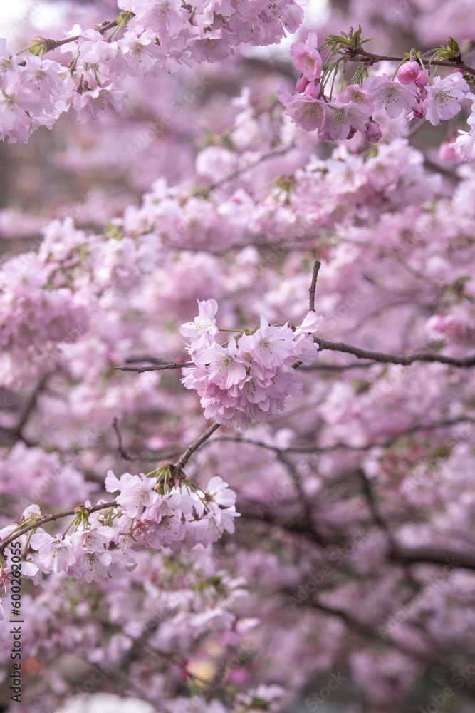 Beautiful cherry blossom sakura in spring time over blue sky. Beautiful cherry blossom sakura in spring time over blue sky.