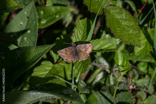 A Dingy skipper (Erynnis tages) butterfly settled on green leaves. photo