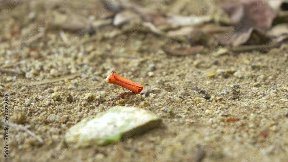 MACRO, DOF: Strong leafcutter ant transporting heavy load for making supplies. Tiny endemic leaf-chewing ants collecting stock for growing their own mushrooms. Amazing biodiversity in tropical Panama. MACRO, DOF: Strong leafcutter ant transporting heavy load for making supplies. Tiny endemic leaf-chewing ants collecting stock for growing their own mushrooms. Amazing biodiversity in tropical Panama.