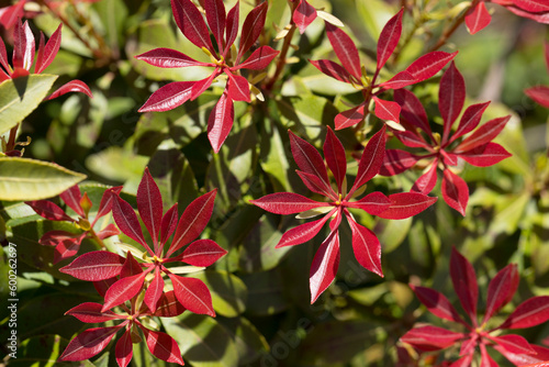 Fresh new bright red spring growth of Pieris japonica