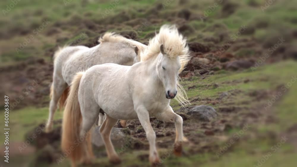 Icelandic pony dream fantasy, running closer, artistic background Icelandic pony dream fantasy, running closer, artistic background