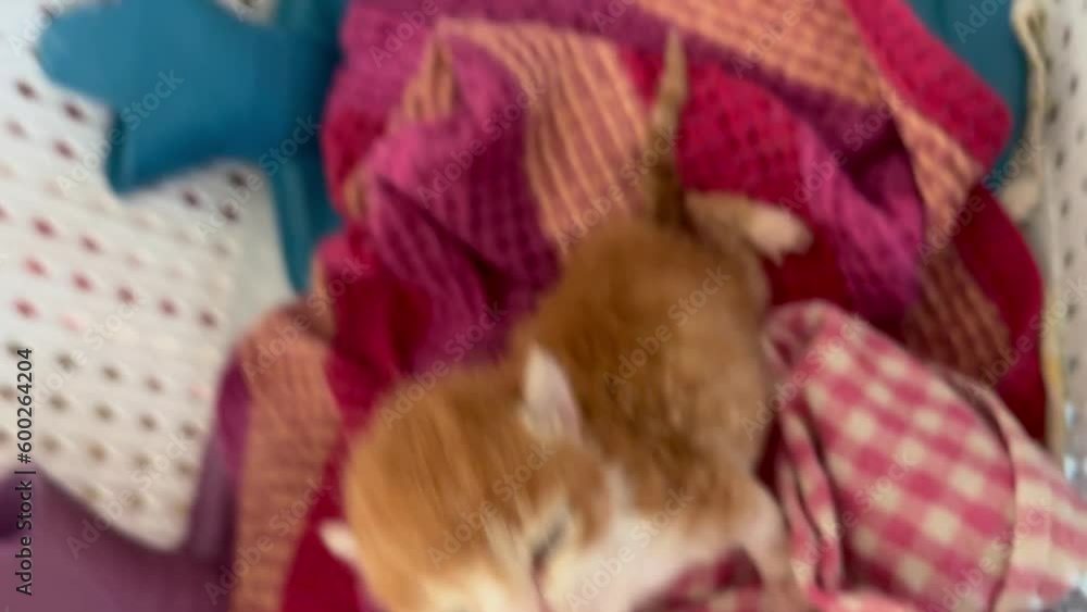 kitten kitten