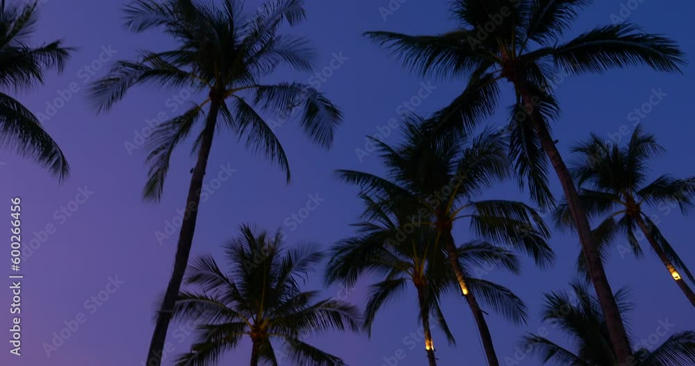 Tall Coconut trees in Purple blue twilight colors, sunset with light bulbs lines hanging, beautiful Thai island sunset mood in Koh Samui Tall Coconut trees in Purple blue twilight colors, sunset with light bulbs lines hanging, beautiful Thai island sunset mood in Koh Samui