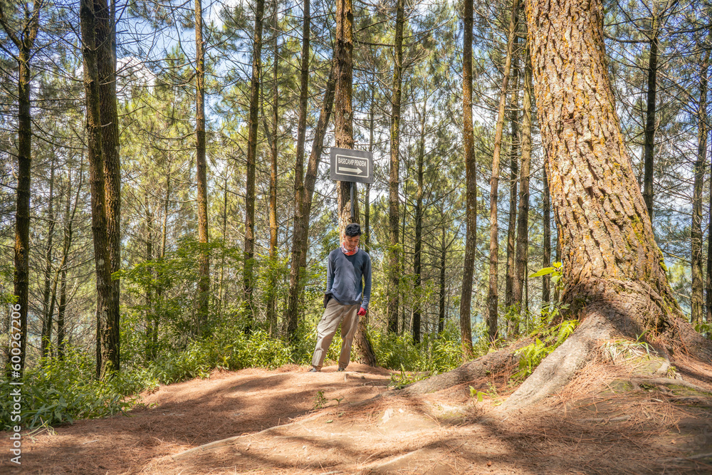Young man Indonesian hiking trough the pine forest for hiking mountain. The photo is suitable to use for adventure content media, nature poster and forest background. Young man Indonesian hiking trough the pine forest for hiking mountain. The photo is suitable to use for adventure content media, nature poster and forest background.