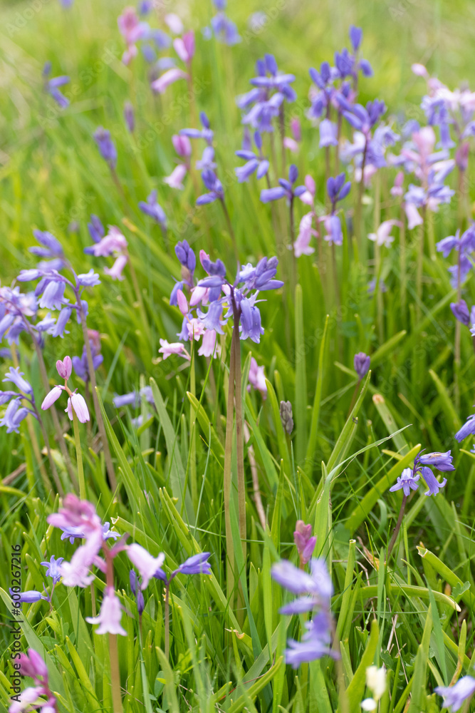 flowers in the field flowers in the field