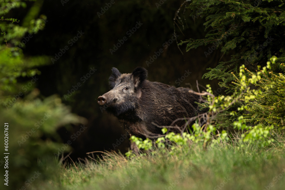 Wild boar in the spring forest. Calm wild pig among the trees. European wildlife during spring. Wild sow hiding small piglets. Wild boar in the spring forest. Calm wild pig among the trees. European wildlife during spring. Wild sow hiding small piglets.
