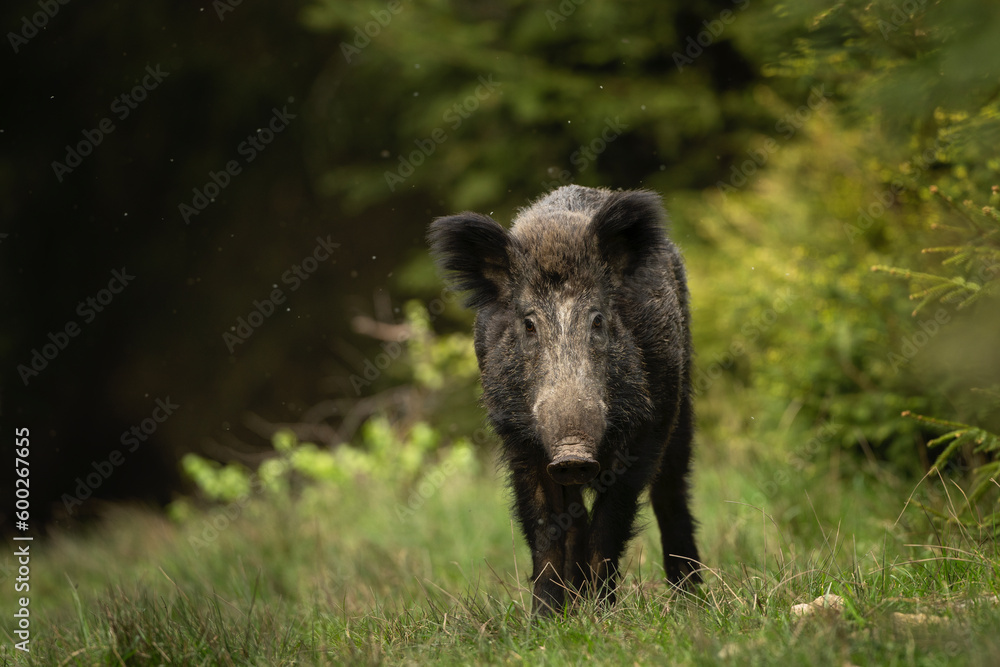 Wild boar in the spring forest. Calm wild pig among the trees. European wildlife during spring. Wild sow hiding small piglets. Wild boar in the spring forest. Calm wild pig among the trees. European wildlife during spring. Wild sow hiding small piglets.