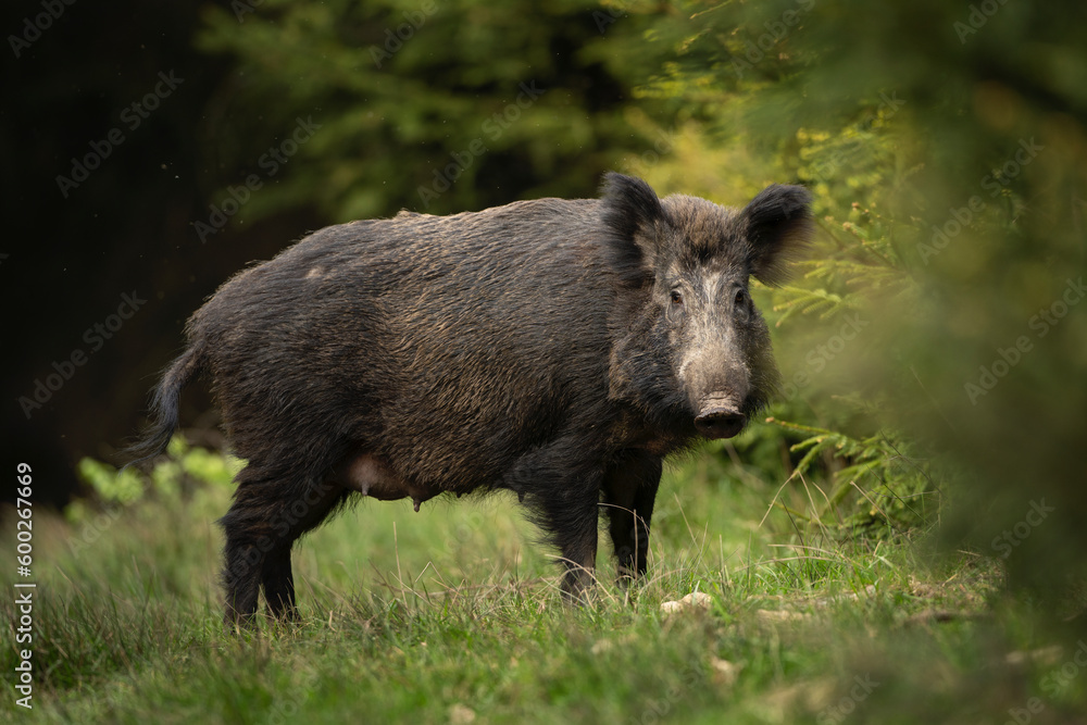 Wild boar in the spring forest. Calm wild pig among the trees. European wildlife during spring. Wild sow hiding small piglets. Wild boar in the spring forest. Calm wild pig among the trees. European wildlife during spring. Wild sow hiding small piglets.