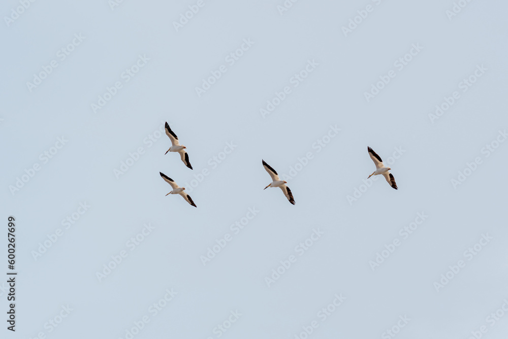 American White Pelicans Flying In A Grey Spring SKy
