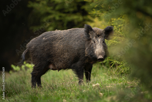Wild boar in the spring forest. Calm wild pig among the trees. European wildlife during spring. Wild sow hiding small piglets.