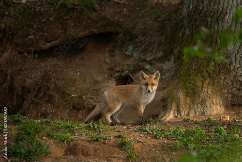 Small red fox near the burrow. Calm fox in the forest. European wildlife during spring time. 