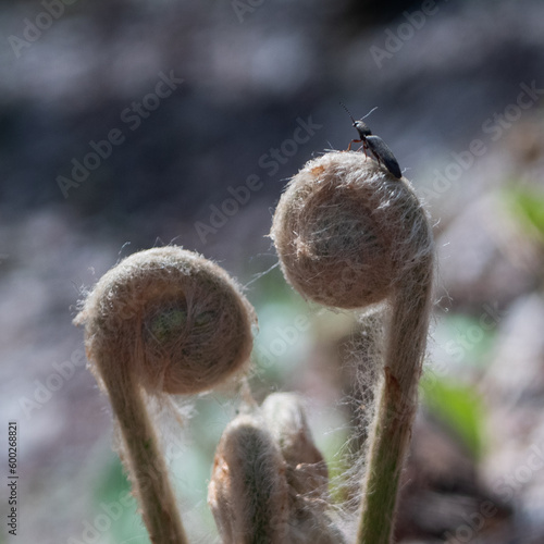 forêt Canada, printemps, jeune fougère, insecte, 