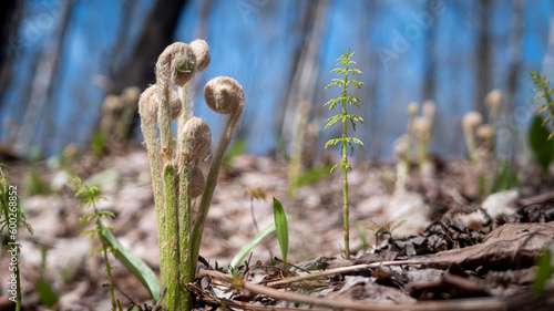 forêt Canada, printemps, jeune fougère