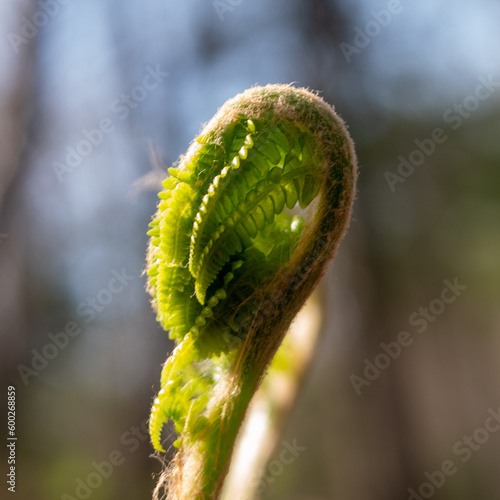 forêt Canada, printemps, jeune fougère