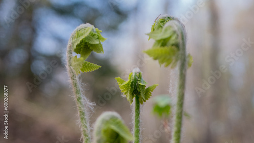 forêt Canada, printemps, jeune fougère