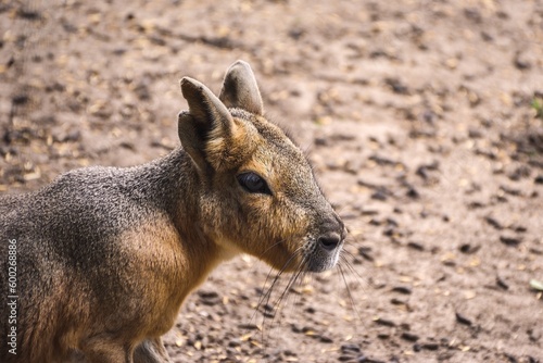Portrait lovely Patagonian Mara. Dolichotis patagonum with blurred background. Photo with a shallow depth of field.