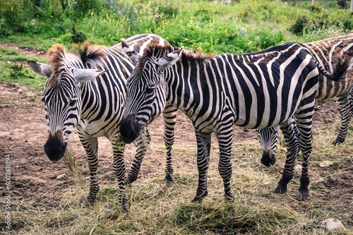 Cute zebras in nature. Black and white striped animals on green grass.