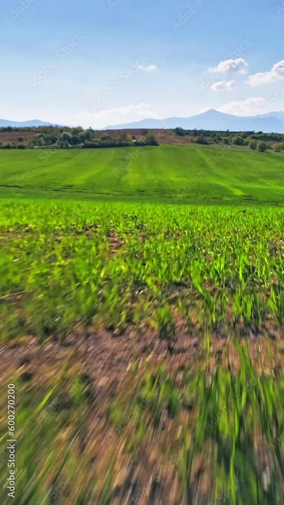 Countryside vertical phone background, low drone flight above beautiful rolling field with green sprout wheat stems Countryside vertical phone background, low drone flight above beautiful rolling field with green sprout wheat stems