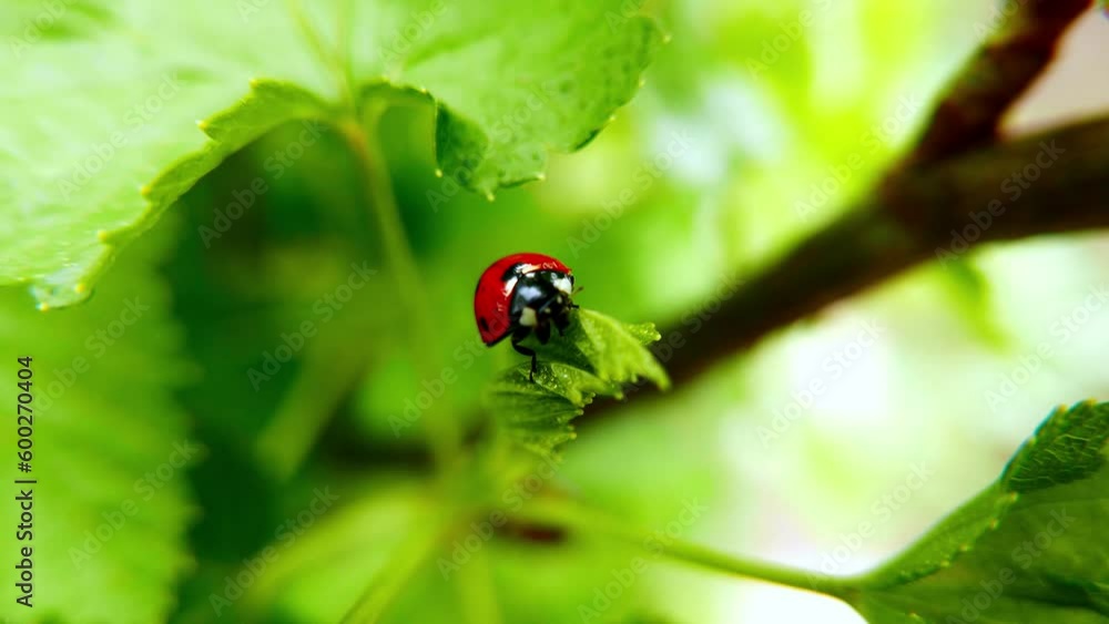 Ladybug on a currant leaf. Insects. Spring. Close-up Ladybug on a currant leaf. Insects. Spring. Close-up