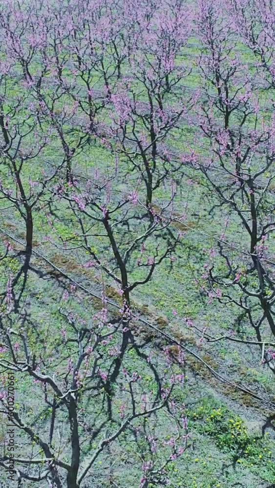 Peach tree plantation, springtime, vertical short background Peach tree plantation, springtime, vertical short background