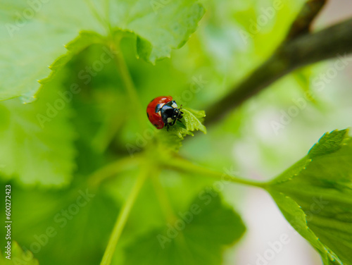 Ladybug on a currant leaf. Insects. Spring. Close-up