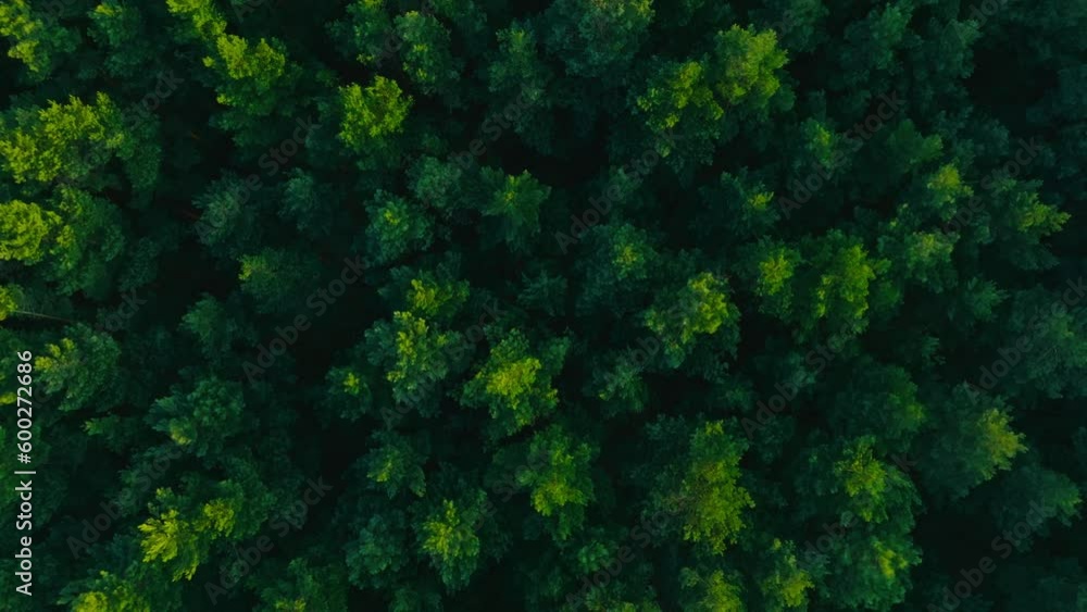 Drone flight over the forest, trees during the setting sun. Aerial view of trees, forest. Beautiful forest seen from the drone, green trees. Drone flight over the forest, trees during the setting sun. Aerial view of trees, forest. Beautiful forest seen from the drone, green trees.