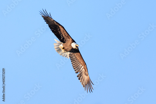 Bald eagle flying with blue sky background, Quebec, Canada © vlad_g