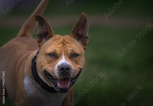 2023-04-30 CLOSE UP OF A TAN AND WHITE PITBULL WITH NICE BRIGHT EYES AND ATTENTIVE LOOK WITH A BLURRED GREEN BACKGROUND AT MARYMOOR OFF LEASH AREA IN REDMOND WASHINGTON